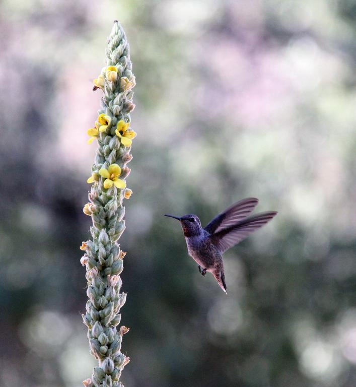 Red Tail Ranch Bed & Breakfast Groveland Dış mekan fotoğraf