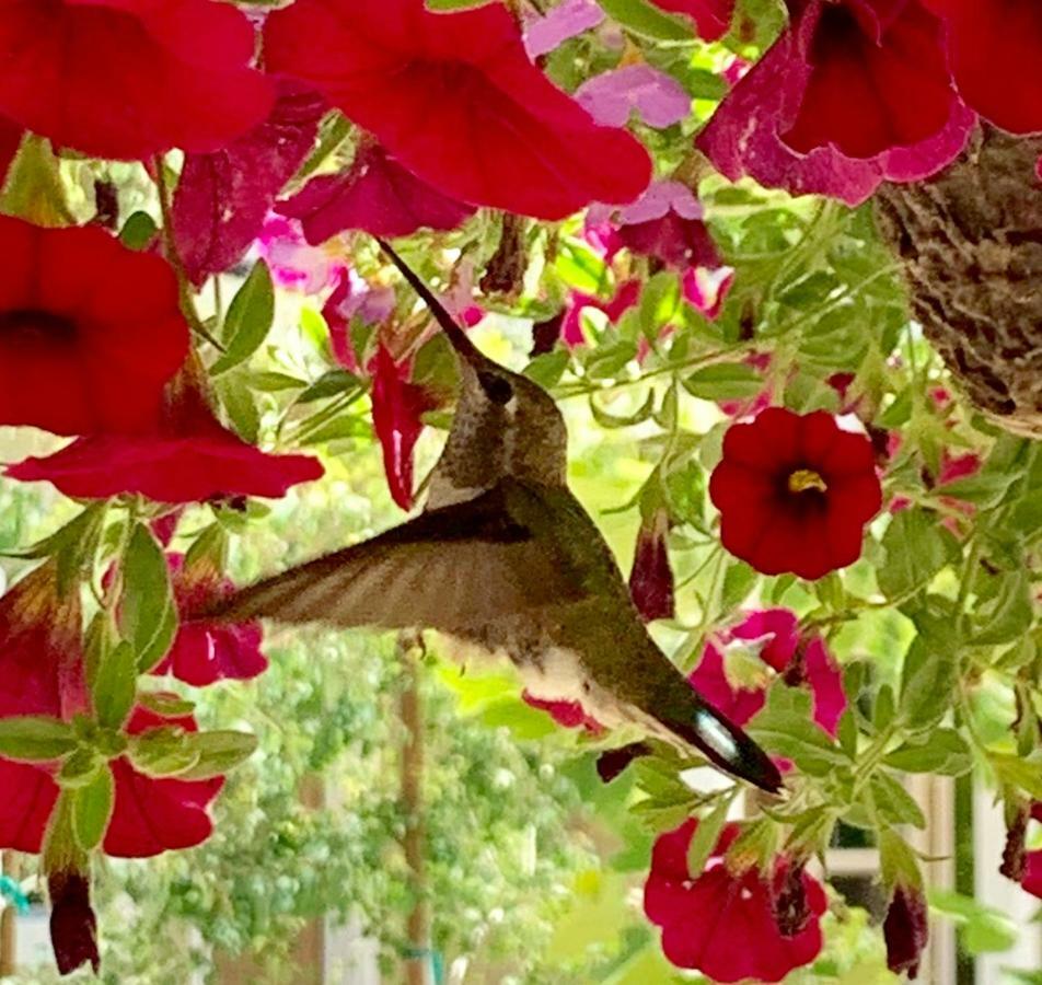 Red Tail Ranch Bed & Breakfast Groveland Dış mekan fotoğraf